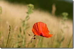 (c) Bertrand Le Roy 2010