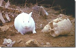 Killer_rabbit