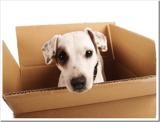 puppy-box