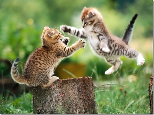 kitties_small